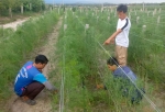 On arid land, green asparagus generates billions of dong